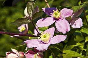 Bjergskovranke, Clematis montana 'Fragrant Spring'. Foto: Flemming Hansen